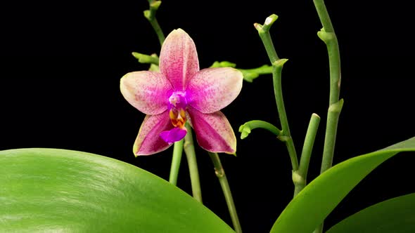 Blooming Pink - Yellow Orchid Phalaenopsis Flowers