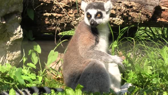 Lemur of Madagascar Ringtailed
