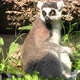 Lemur of Madagascar Ringtailed - VideoHive Item for Sale