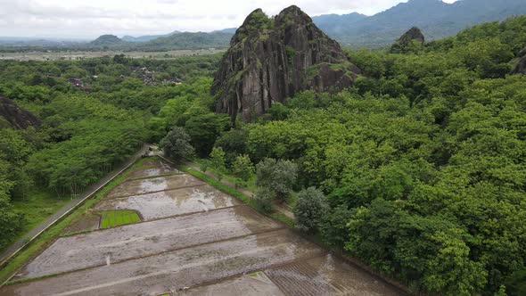 Aerial drone view of rock mountain cliff in the middle of the rice field.