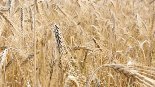 Golden wheat cereal plants on the wind close-up 4K 2160p 30fps UltraHD footage - Triticum aestivum f