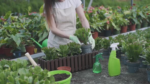 Beautiful female florist transplants and cares for plants in a greenhouse. Slow motion