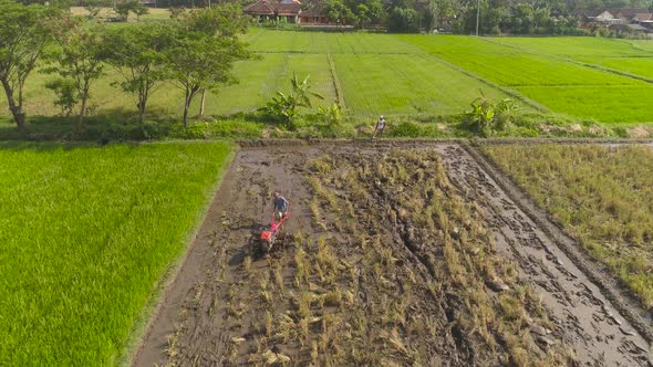 Farmer in Rice Field Indonesia