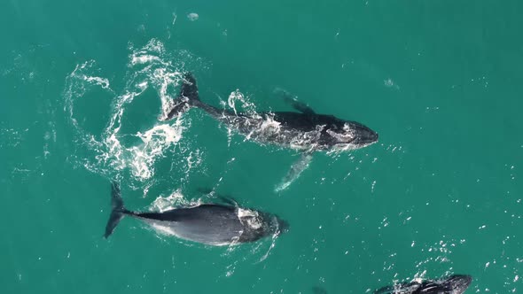 Aerial view of humpback whales