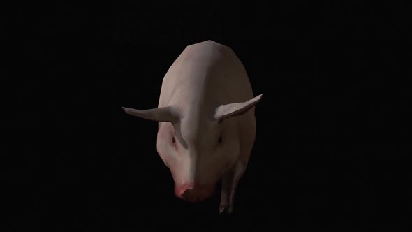 Pig 3