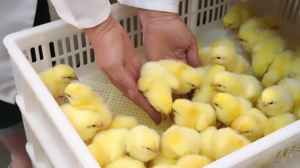 Two Little Chickens in the Arms of a Farmer Close Up. Poultry and Chicken Breeding. Vaccination of