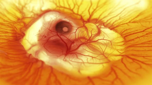 Heartbeat and Movement of Blood Through the Vessels of a Chicken or Quail Embryo in an Egg