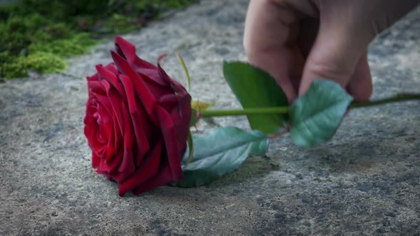 Red Rose Is Placed On Gravestone