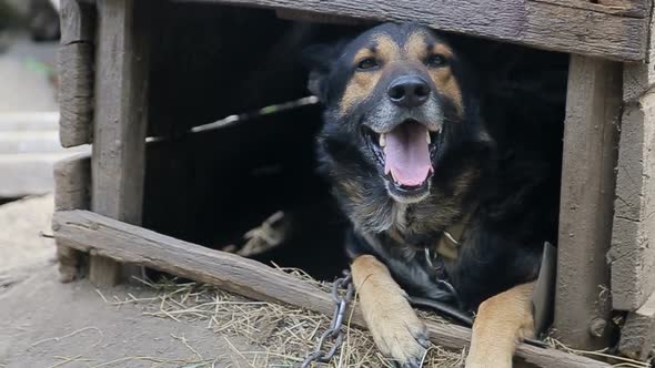 Evil Dog the Dog Looks Aggressive Dangerous German Shepherd Dog