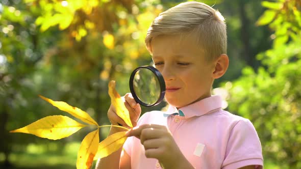 Boy Studying Autumn Leaf With Loupe, Interested in Ecology, Future Profession