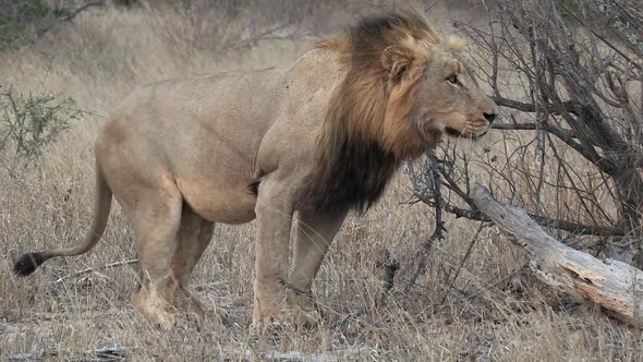 A male lion watches his prey then settles down in the bush.