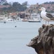 Seagull at Newport Harbor - VideoHive Item for Sale