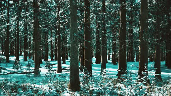 Snow Covered Conifer Forest at Sunny Day