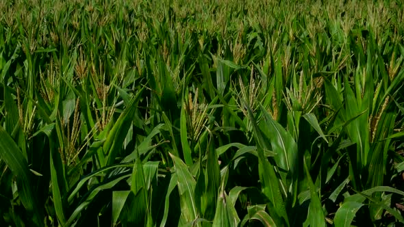 Zoom in on a corn field on a sunny morning