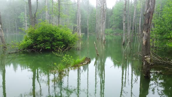 Magical Morning Misty Lake Dead Trees in Water Beautiful Swamp in Summer Season Aerial Nature