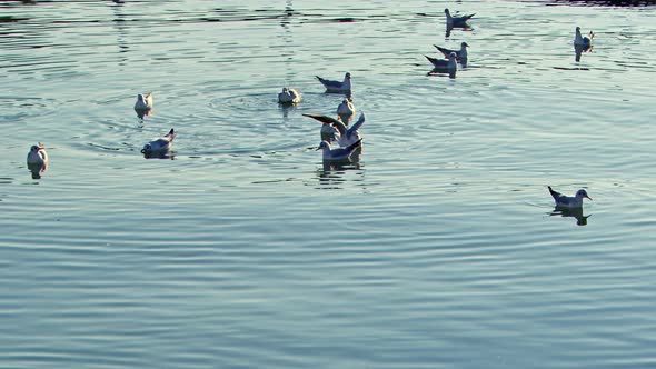 Group Of Seagulls Flying Over And Landing On Sea Water7