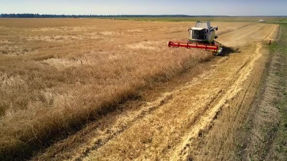 Harvester with Red Wide-cut Reaper Works at Wheat Field Edge