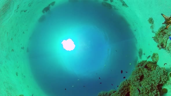 Coral Reef with Fish Underwater. Bohol, Philippines