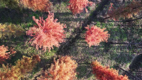 Overlooking the woods in late autumn