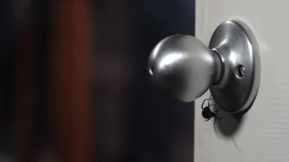 Black Widow Spider crawling under doorknob as person grabs it