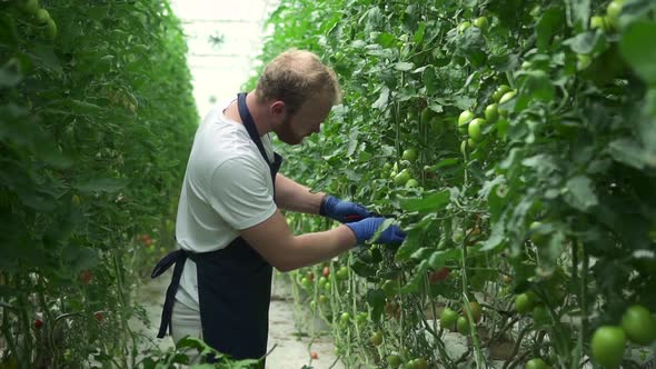 Man Hydroponic Greenhouse Worker Cutting Leaves of Tomato Plants While Standing in Hydroponic