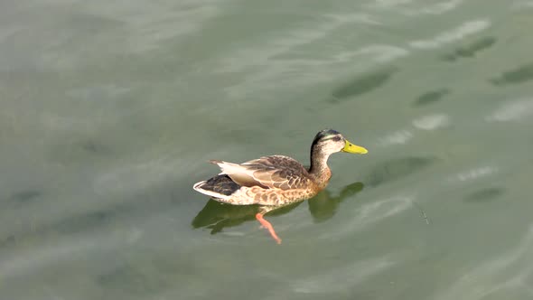 Duck going under water hunting for food