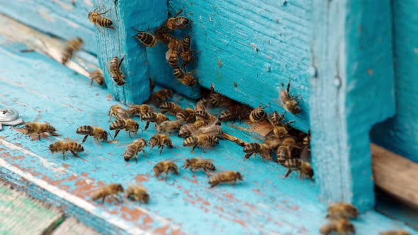 Bees Near the Blue Hive