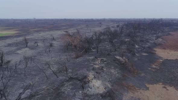 Completely burnt trees after fire in a forest in Brazil aerial drone view