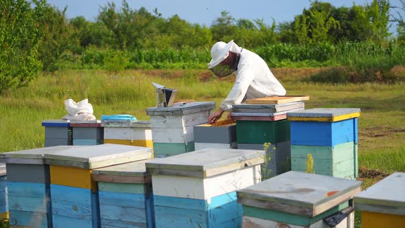 Beekeeper is working with bees and beehives on the apiary. Beekeeper on apiary.