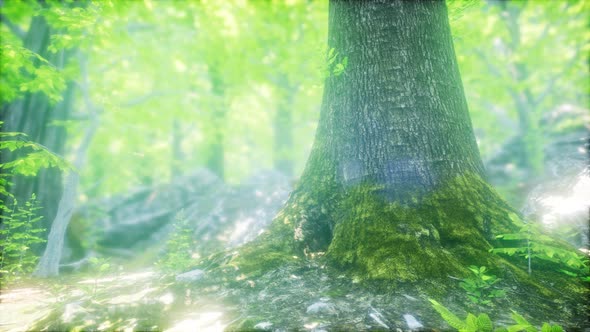 Forest of Beech Trees Illuminated By Sunbeams