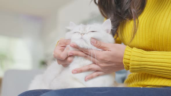 Close up hands of woman holding and massaging little cat with happiness in living room in house.