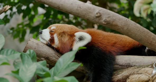 Red panda sleeping on tree at park
