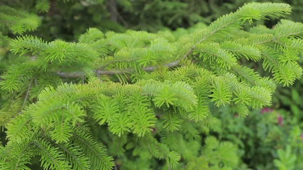 Beautiful Spruce Branch Close Up