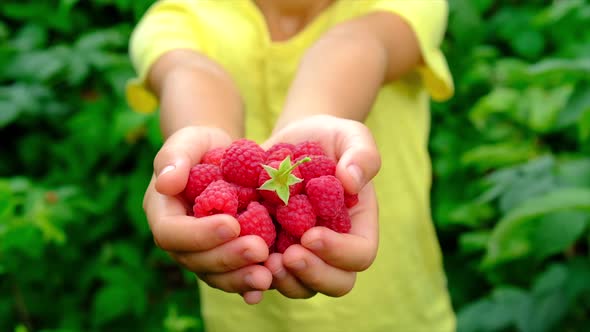 The Child is Harvesting Raspberries in the Garden