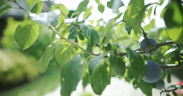 Ripe Plum on the Tree