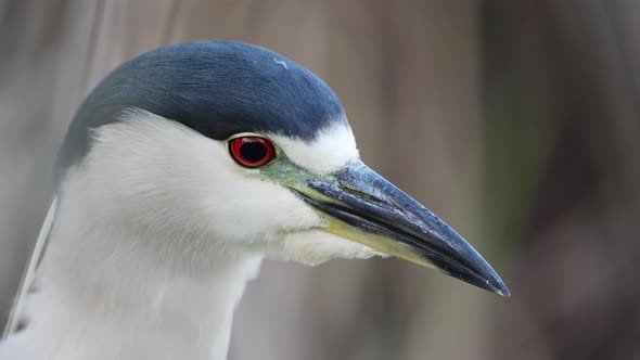 Black-capped night heron zoning in on its prey; static head shot