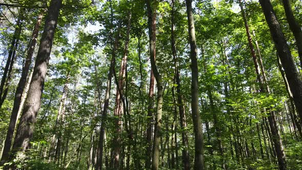 Slow Motion View of Green Forest By Day