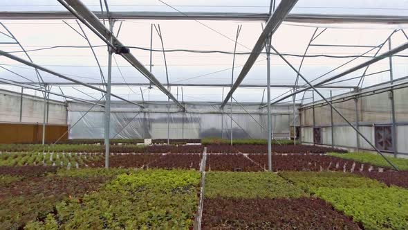 Aerial footage from inside a large greenhouse with flowers