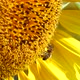 Close up view of vibrant yellow sunflower and bee collecting nectar and pollen - VideoHive Item for Sale