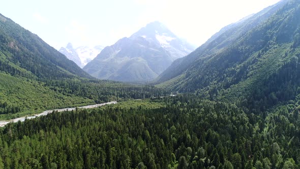 Green Wild Forest Against the Backdrop of Mountains