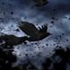 Crow Logo - VideoHive Item for Sale