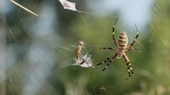 Spider Catches a Dragonfly in a Web and Wraps It in Cocoon Slow Motion