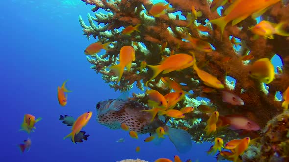 Underwater Colorful Tropical Fish and Porcupine Fish