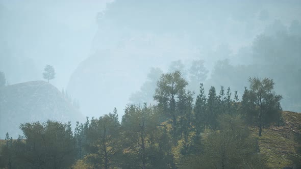 Trees on Meadow Between Hillsides with Forest in Fog