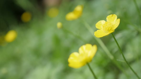 Shallow DOF   Creeping buttercups beautiful yellow buds green background  4K 2160p 30fps UltraHD foo