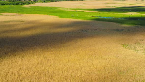 View of Wheat Field