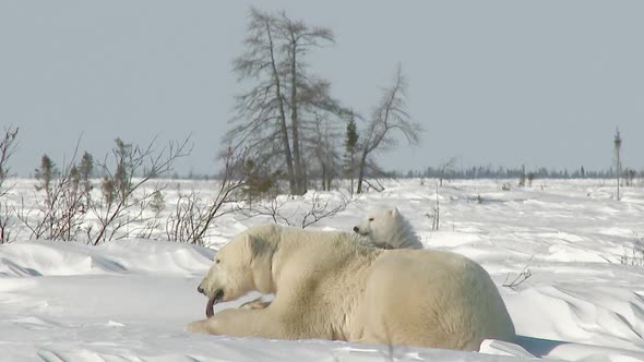 Polar Bear (Ursus maritimus) mother with three months old cub on Tundra.