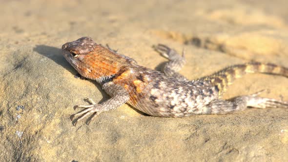 Desert Spiny lizard laying on rock watching ant