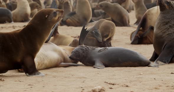 A lot of seals are walking around and resting on the beach, big seal colony, 4k