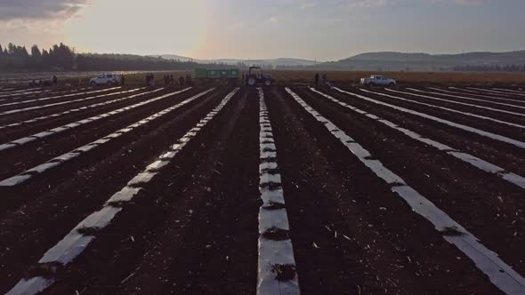 Aerial footage of farm workers working in a field with tractors